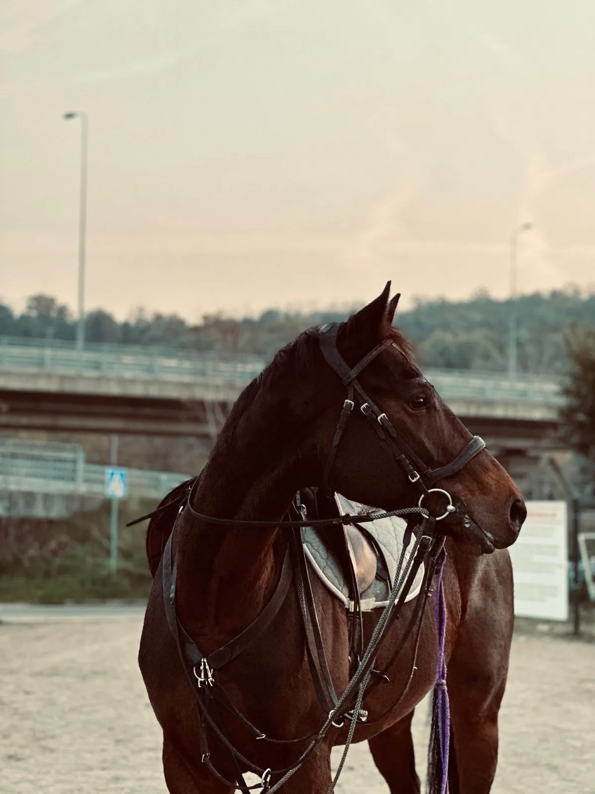 Recreational riding